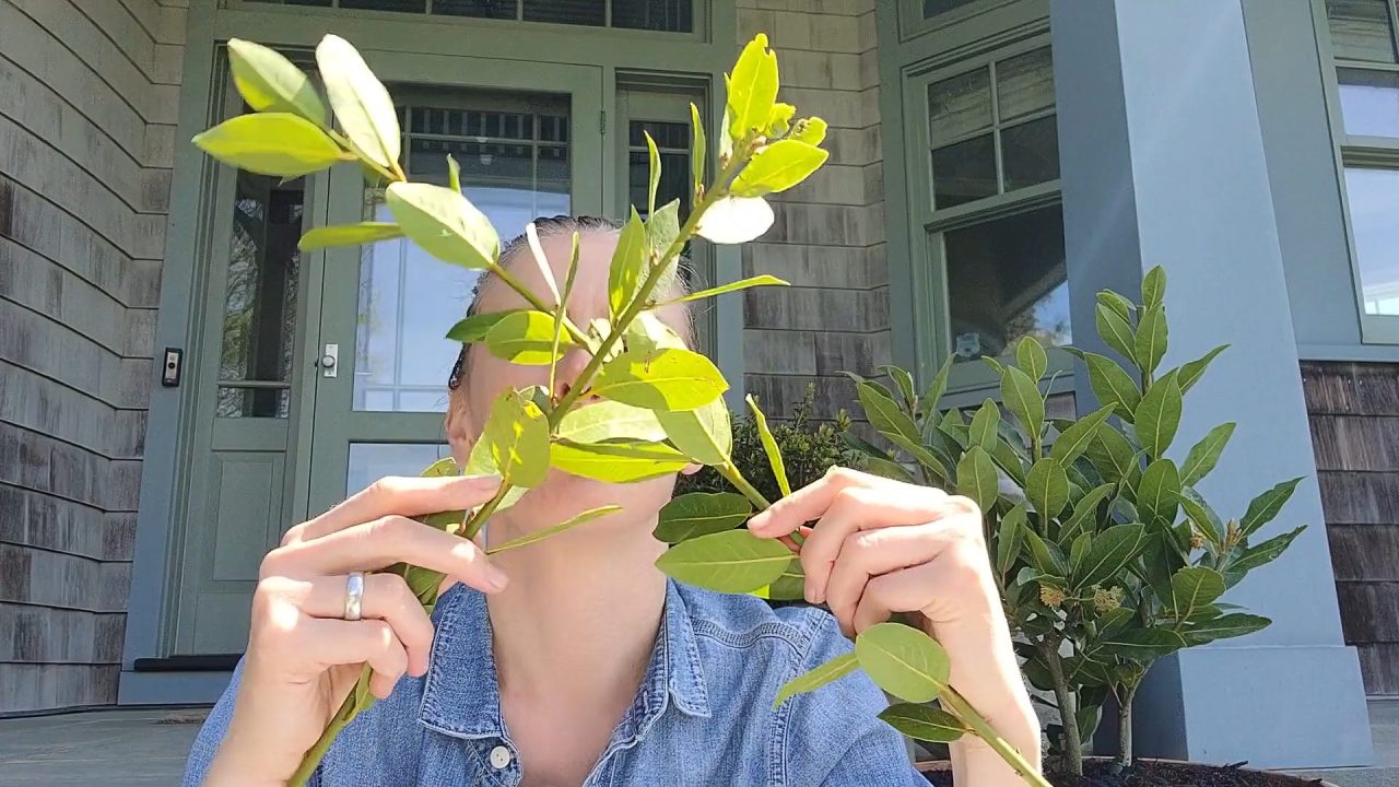 Plant Talk with Laurel Essential Oil