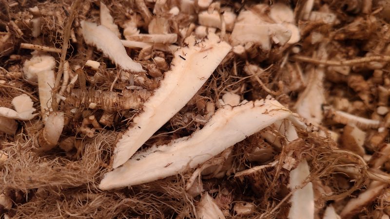 Freshly chopped Angelica root ready for distillation.