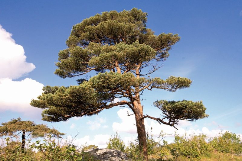 Plant Talk: Scots Pine Essential Oil
