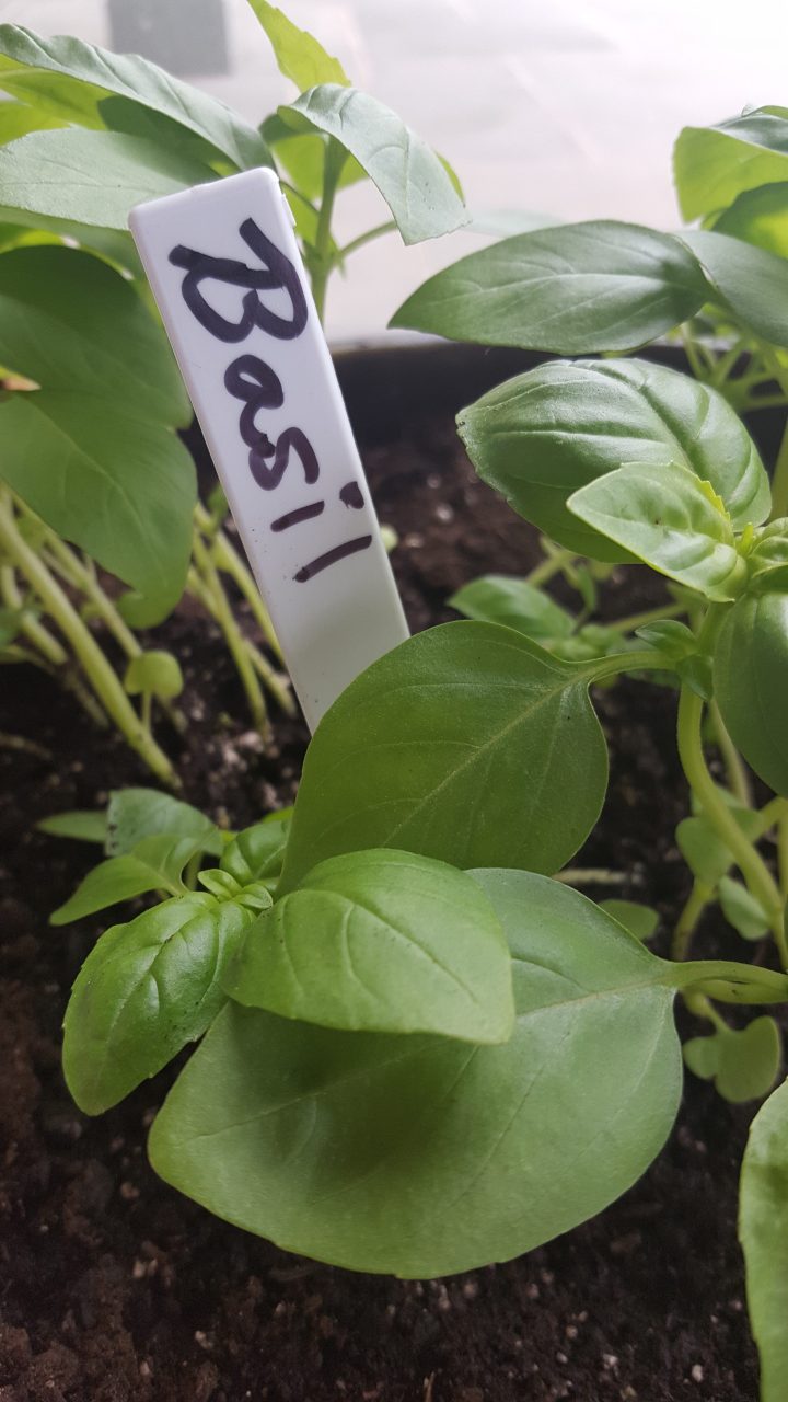 Plant Talk with Basil Essential Oil