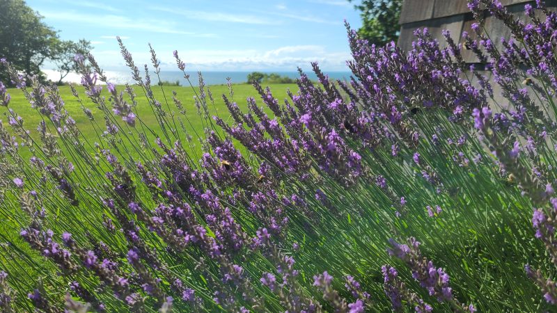 The Enchanting World of Lavenders