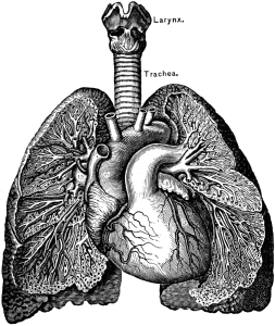 Scientific anatomical drawing of the lungs and heart.