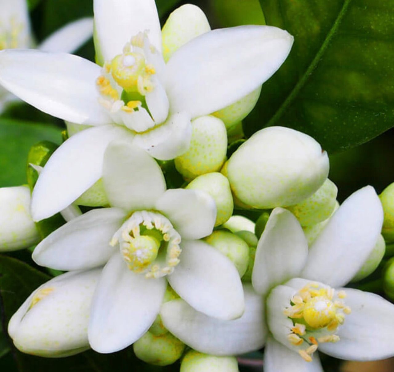 The Power of Scent: How Aromatherapy Can Change Your Mood with Neroli