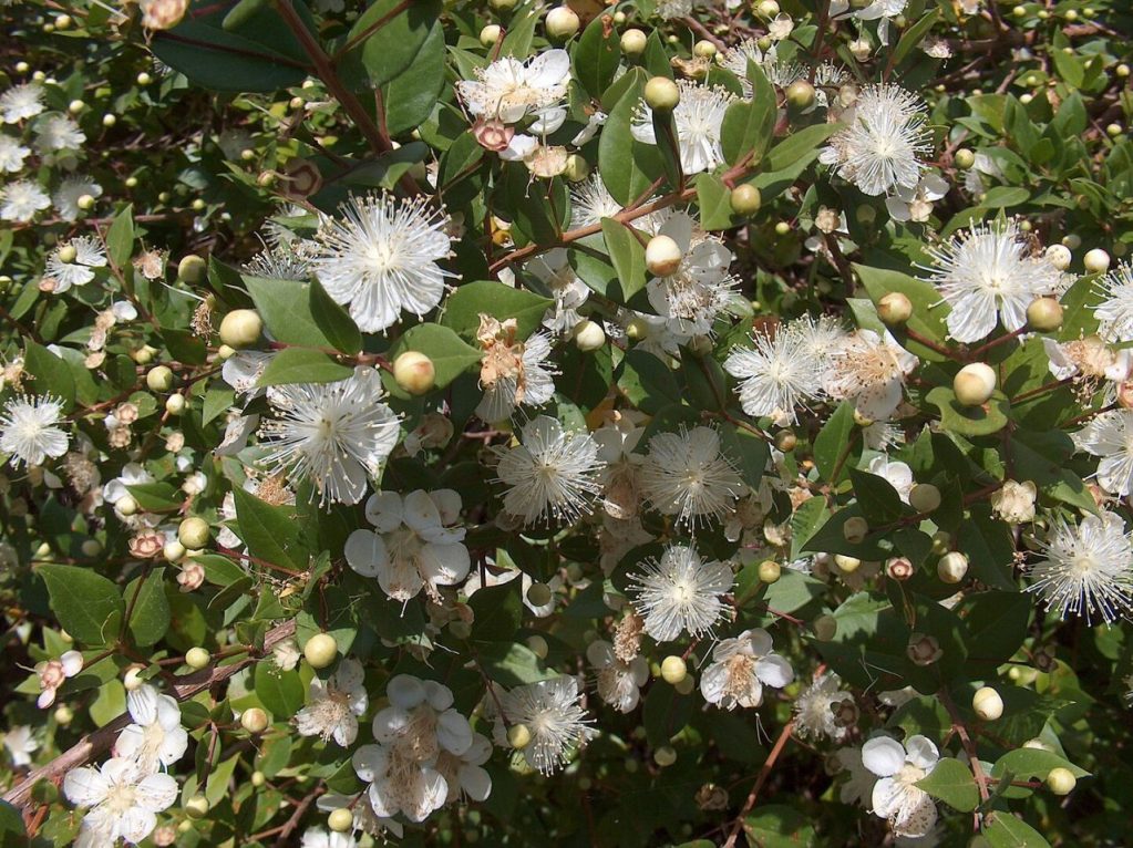Close of up Myrtus Communis. 