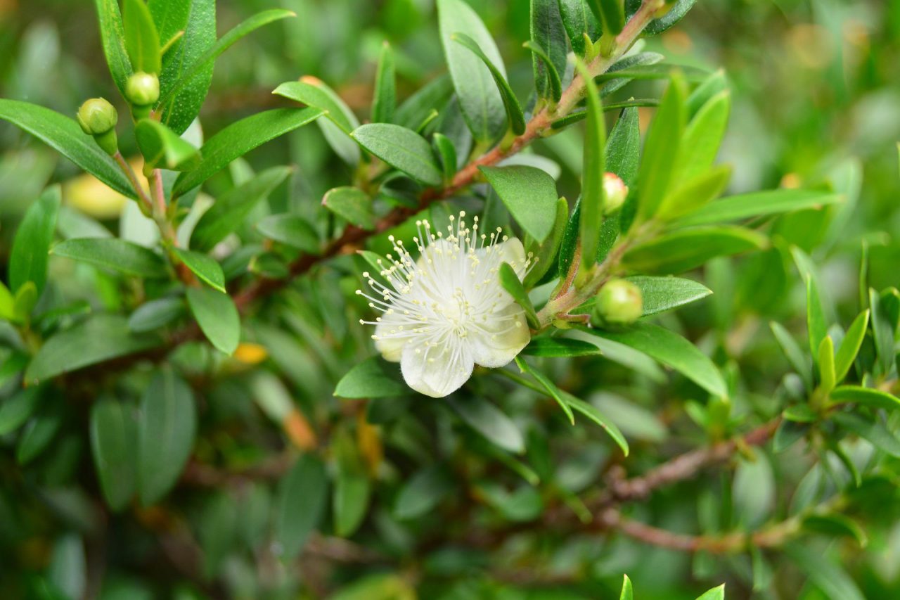 Green Myrtle Essential Oil