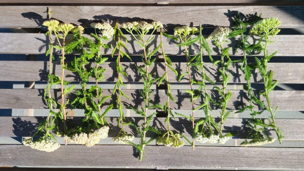 Yarrow harvested from my garden to make smudge sticks.