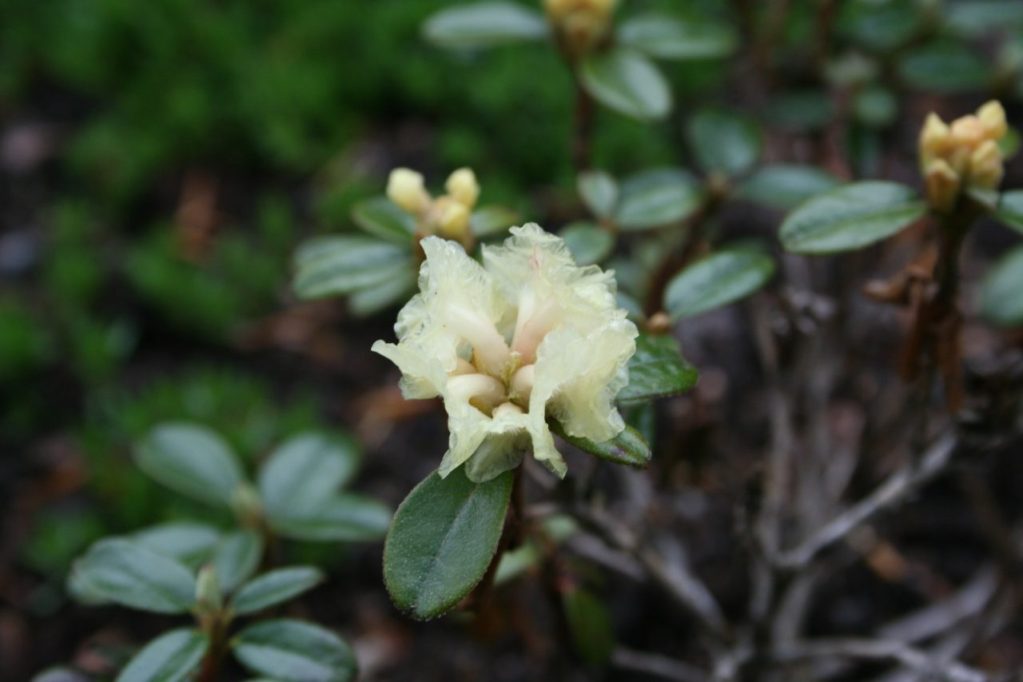 Rhododendron_anthopogon_subsp._hypenanthum_'Annapurna'